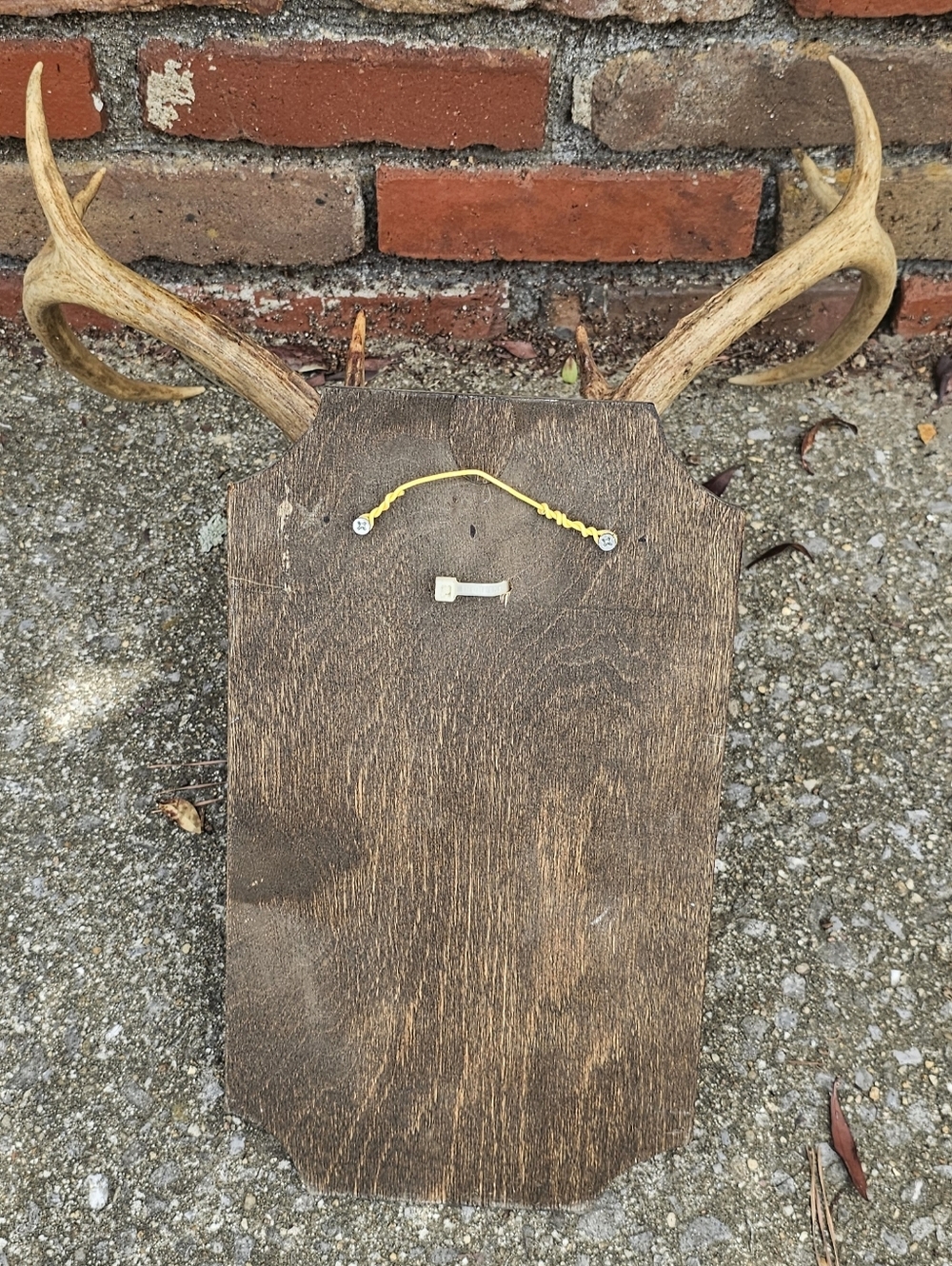 Mounted Deer Antler White Skull on Wooden Plaque - Taxidermy 8 Point Tan Antlers - Picture 3 of 3